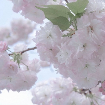 南宫福瑞交流群